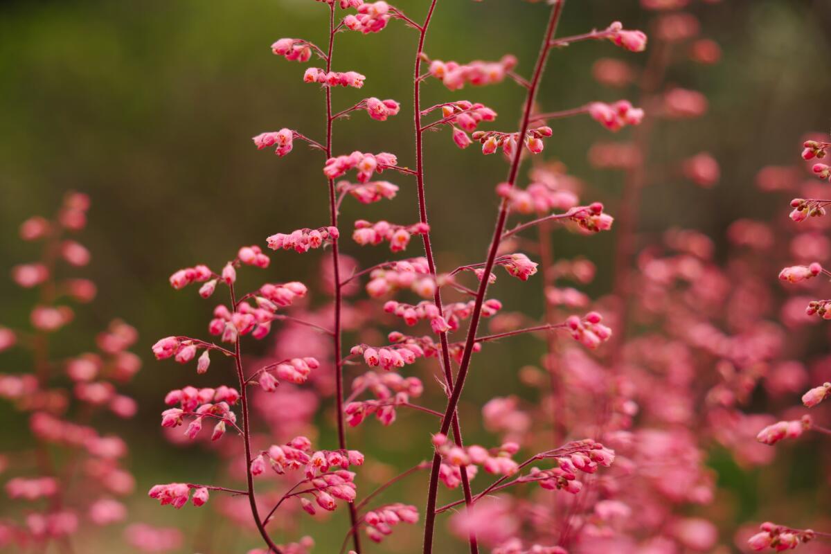 An airy cluster of coral bells at California Botanic Garden, one of the few blooming native plants that prefer shade.