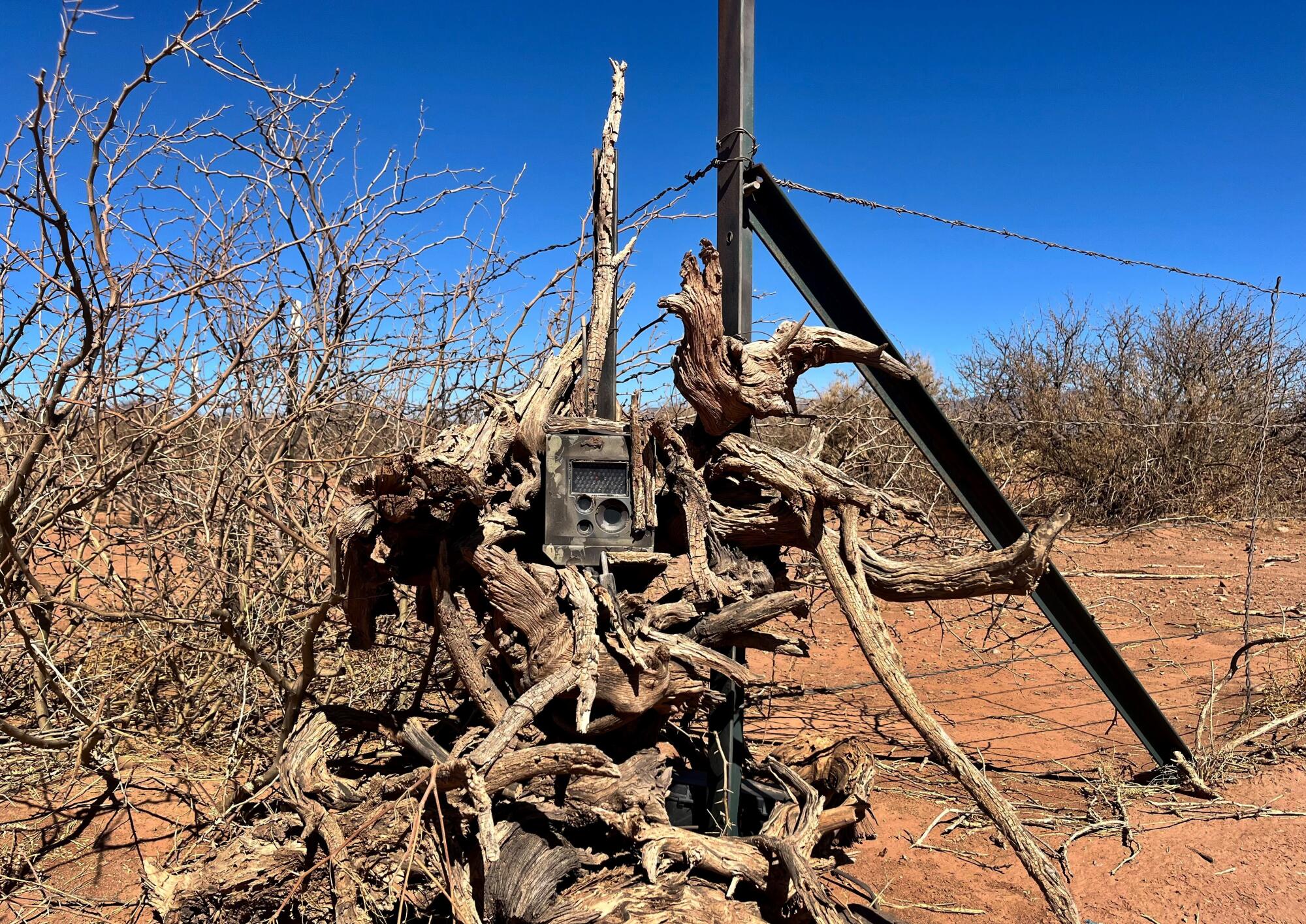 A Border Patrol camera hidden in a mesquite bush.