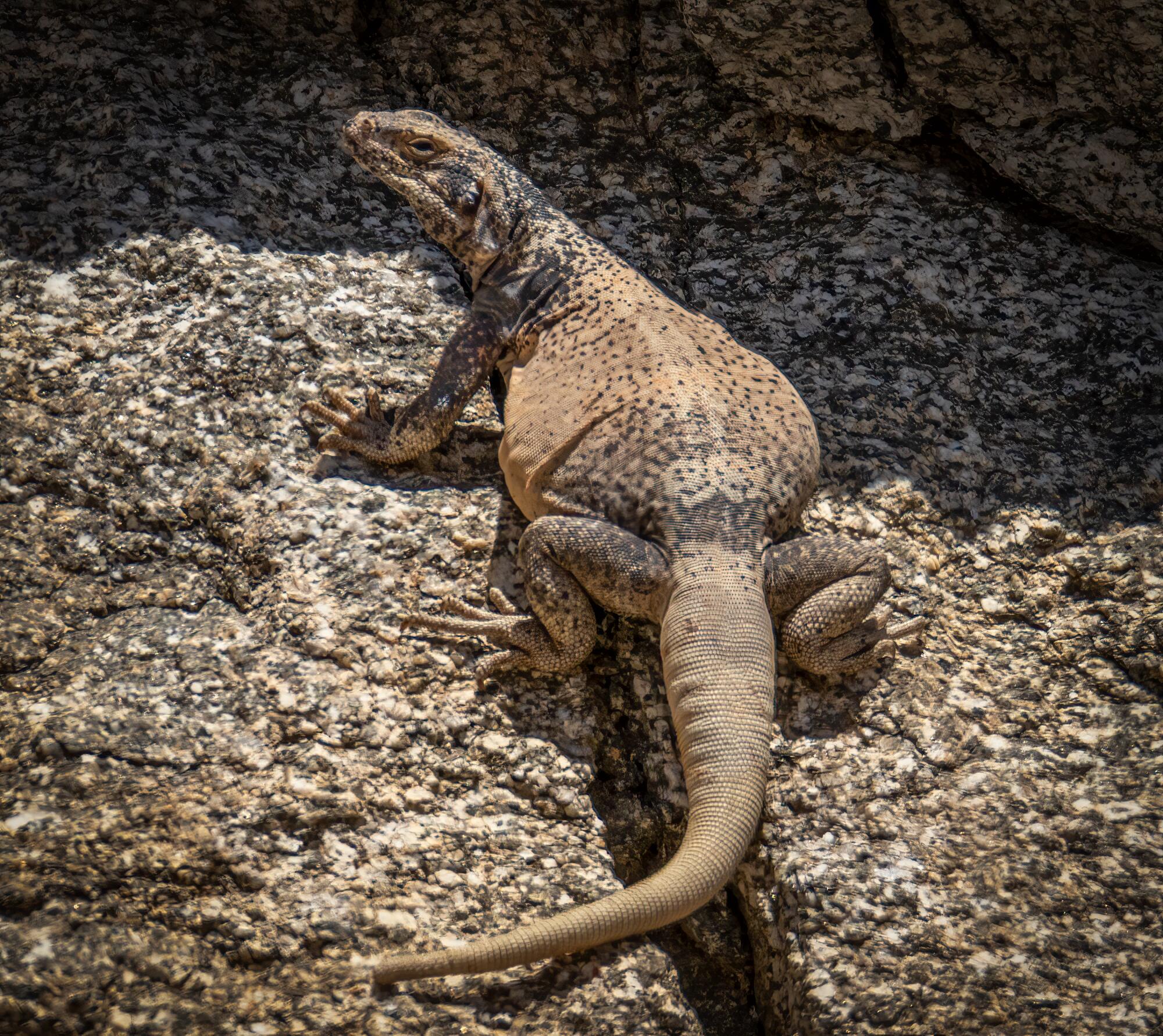 A Chuckwalla lizard with weathered skin and muted earth tone coloration blends in with its environment.