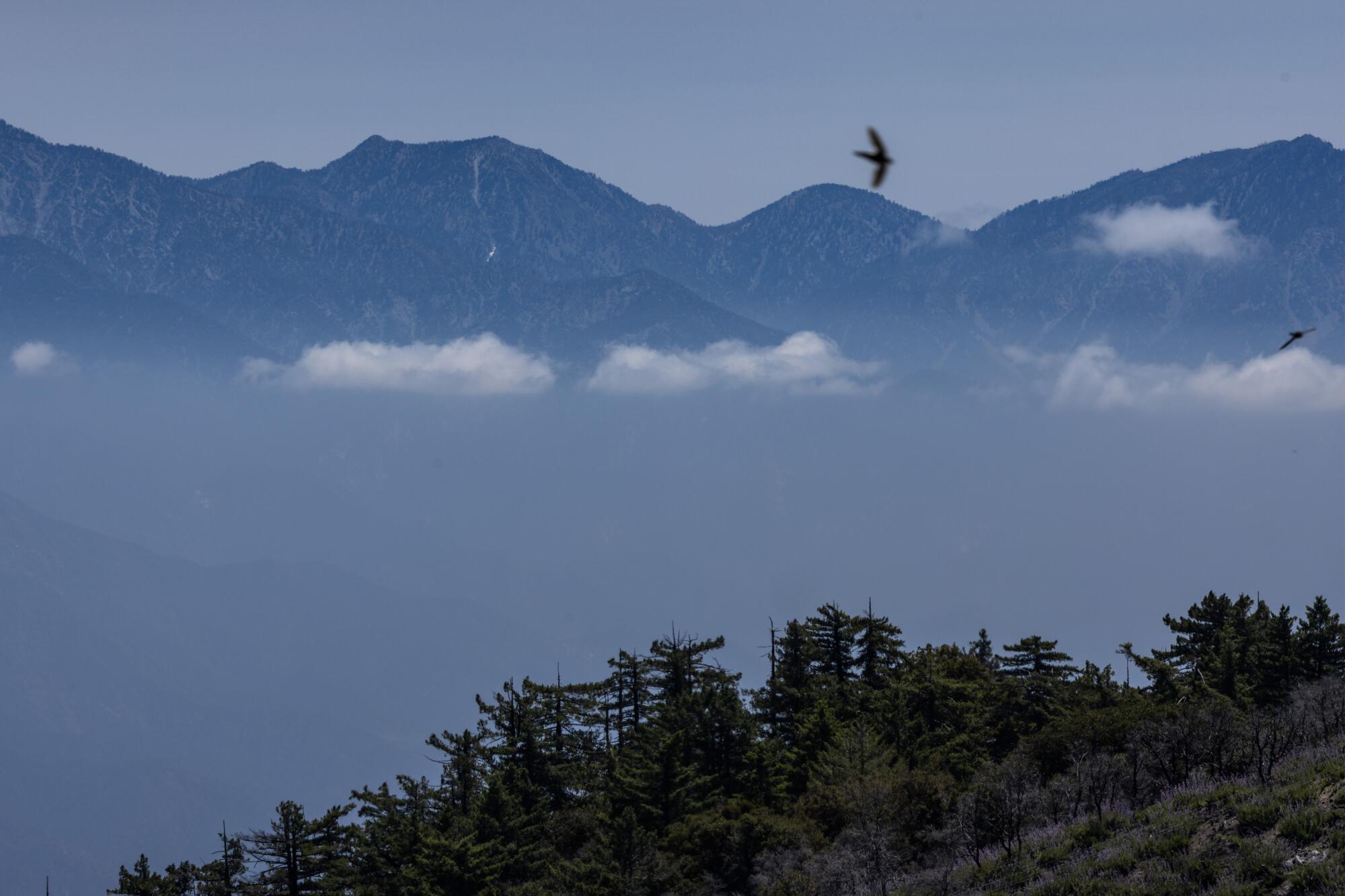 Mountains to the east are seen as birds fly close to Mount Wilson in the San Gabriel Mountains.