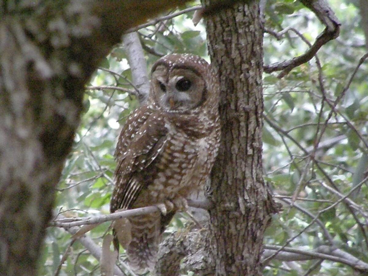 A California spotted owl photographed in the San Gabriel National Monument.