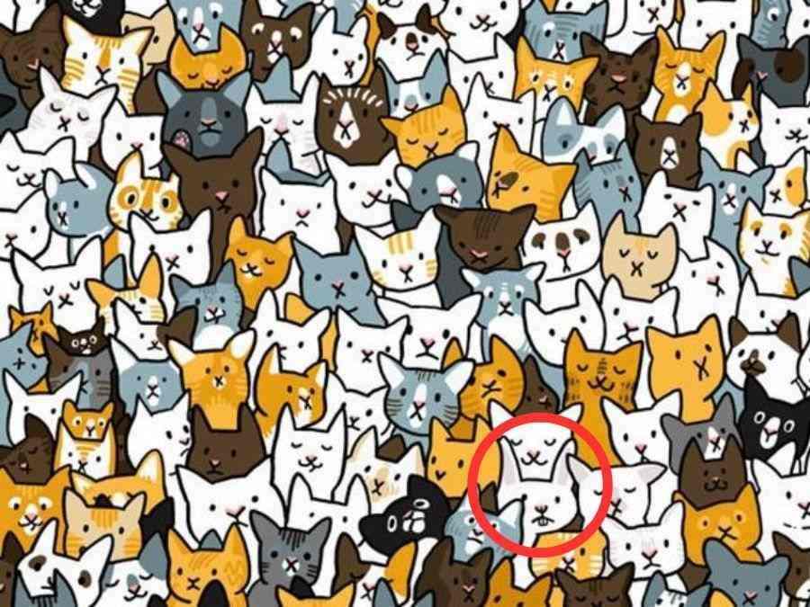 Optical illusion: Can you spot the rabbit among the cats?