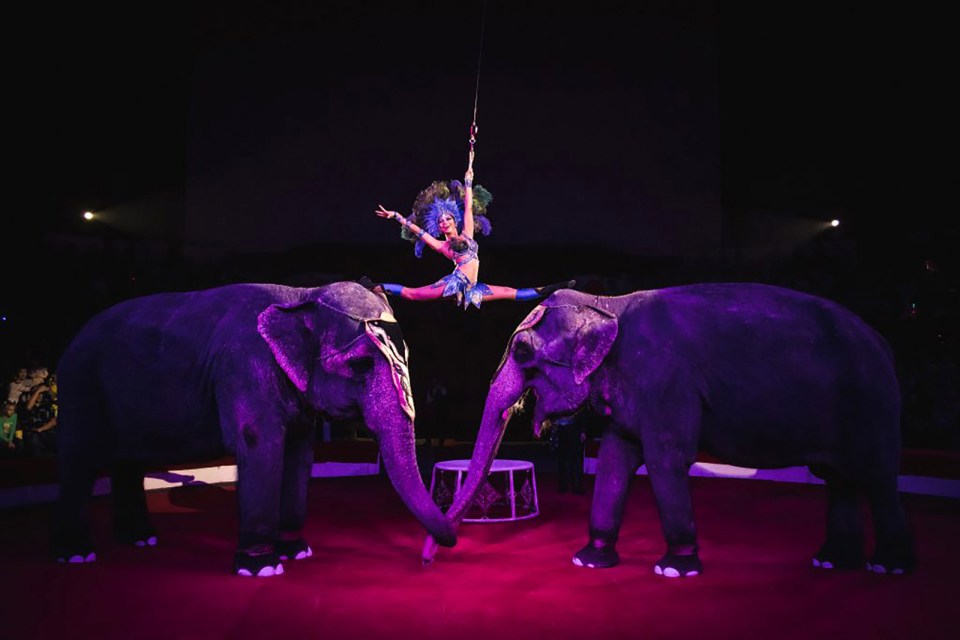 A circus performer splits between two elephants.