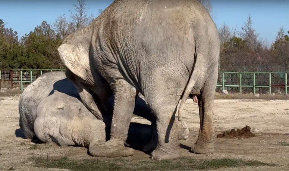 Elephant grieving over deceased companion.