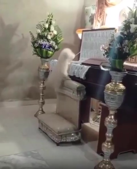 Dog jumping into its owner's coffin at a funeral.