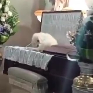 Dog jumping into its owner's coffin at a funeral.