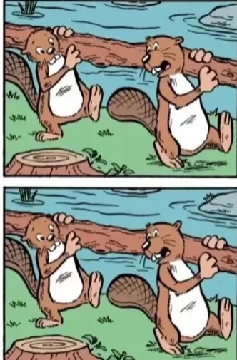 FUR REAL Everyone can see the beavers - but you need a high IQ & 20/20 vision to spot the 5 differences in 12 seconds, ,