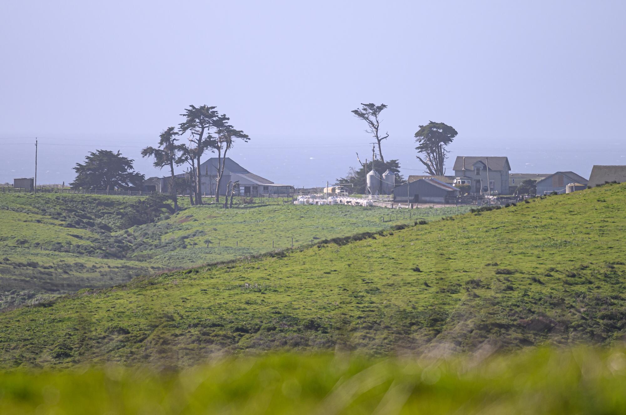 Mist hangs over green pasture at Point Reyes National Seashore.