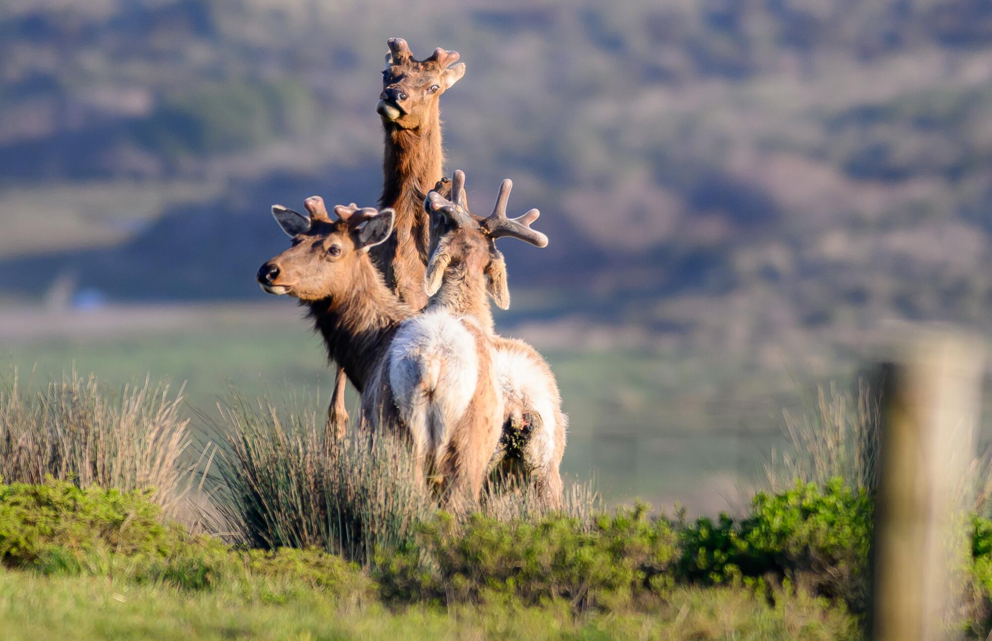 Tule elk fight in a pasture at Point Reyes National Seashore.