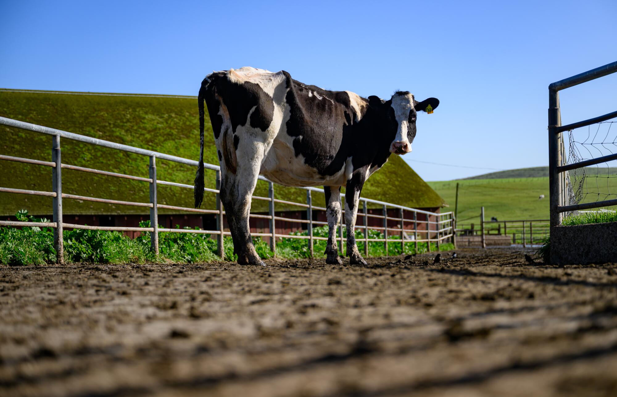 A cow eyes a visitor on a gated dirt lot on a ranch.