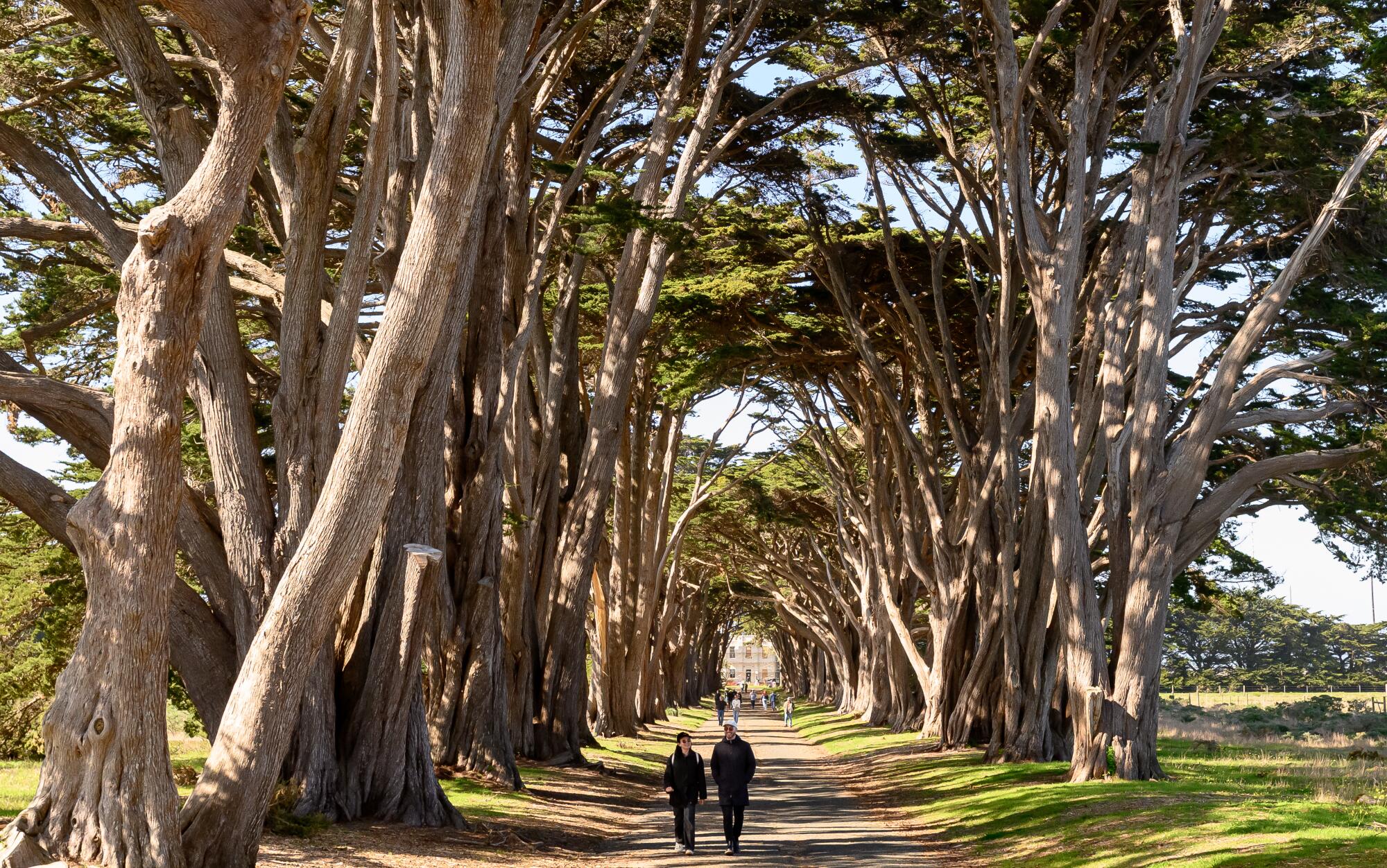 People stroll along a dirt path under the spreading branches of cypress trees.