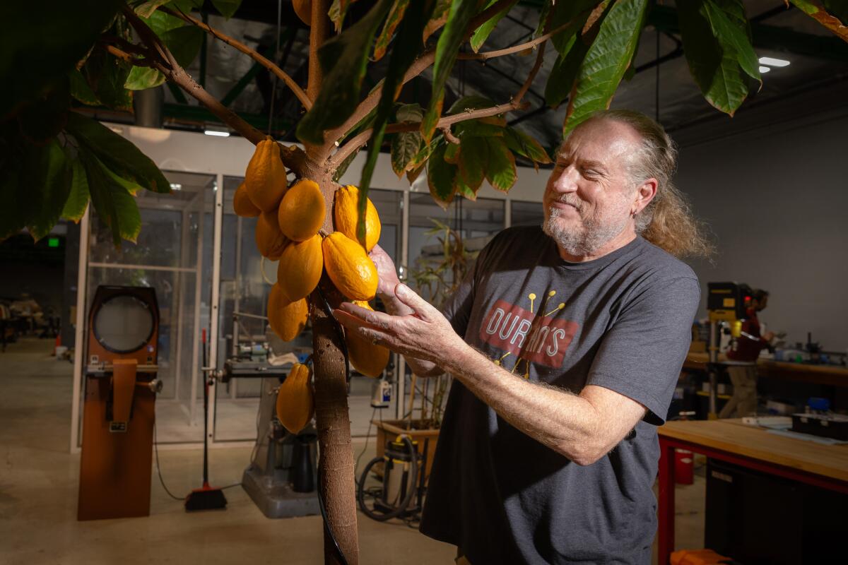 Seamus Blackley inspects a cacao tree 