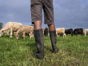 FILE - Cattle graze on a ranch in Lufkin, Texas, April 18, 2023.