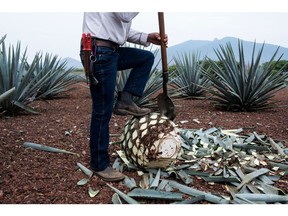 A field worker uses a coa de jima tool to cut the leaves off a blue agave plant during harvest in the town of Tequila, Mexico.