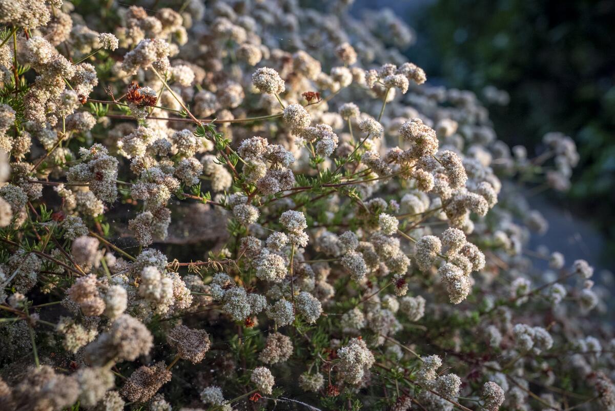 If we can't have wildflowers, native California buckwheat bloom in clouds on our hills, creating a beautiful substitute.