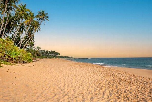 empty sand beach and palm trees in Sri Lanka
