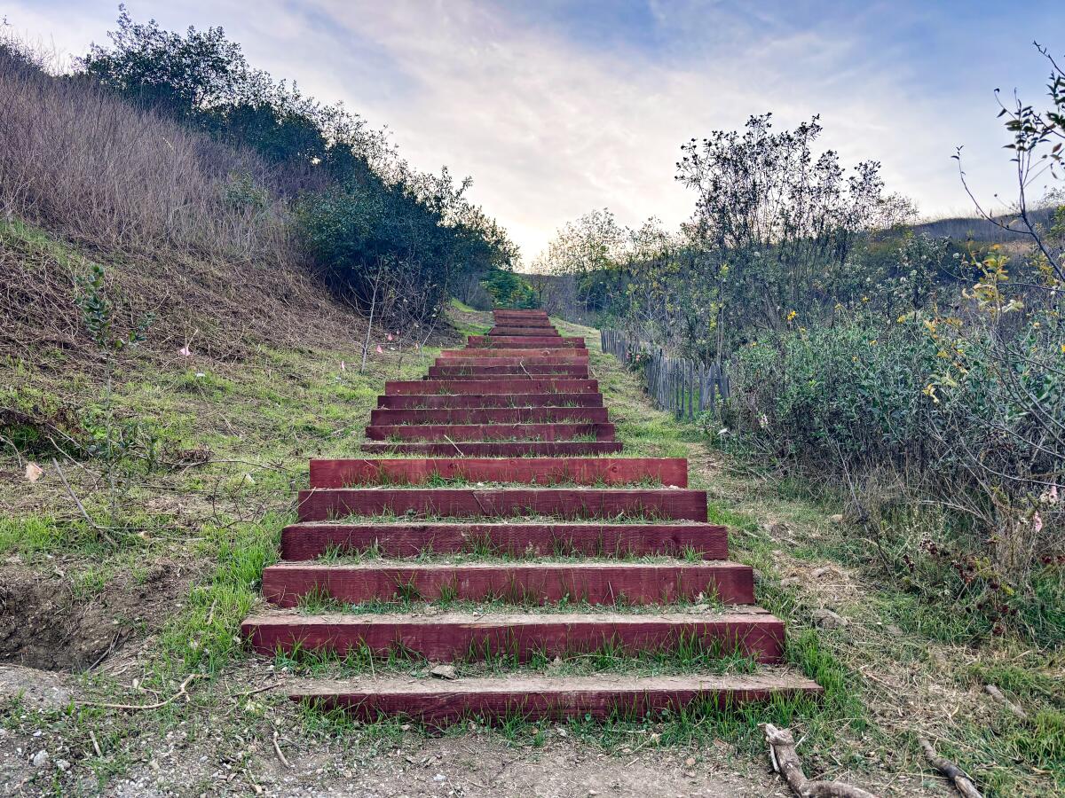 Newly installed steps near the Elephant Hill test plot lead hikers toward panoramic views of L.A. County.