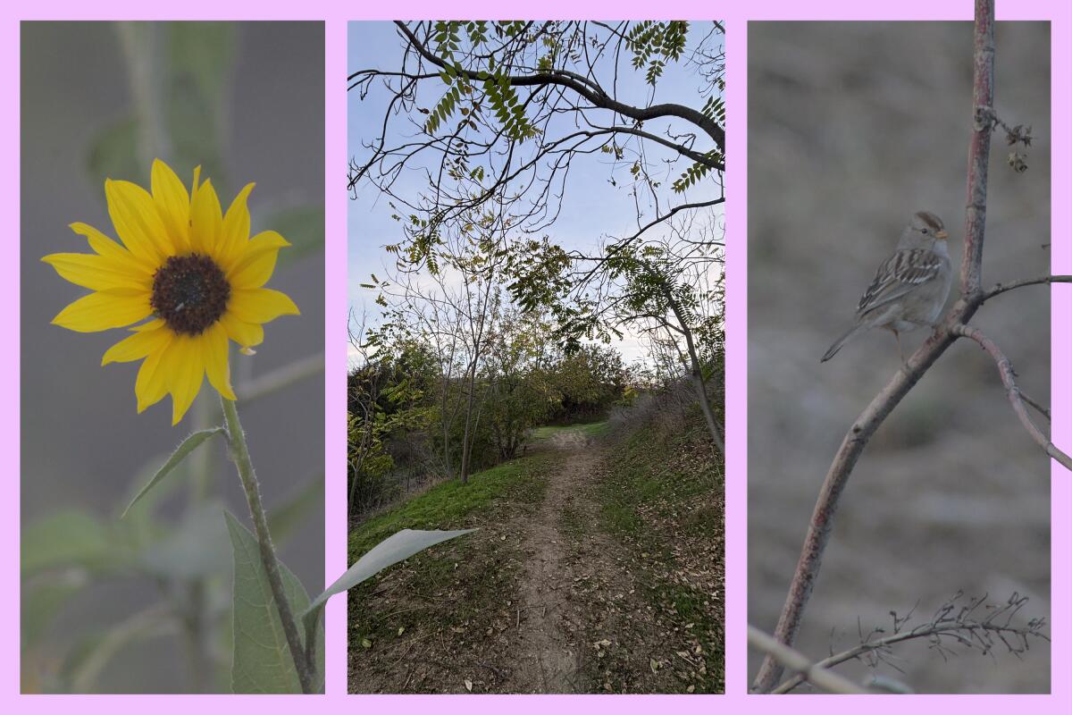 triptych of three photos of a yellow flower, a path into the distance, and a small bird on a twig.
