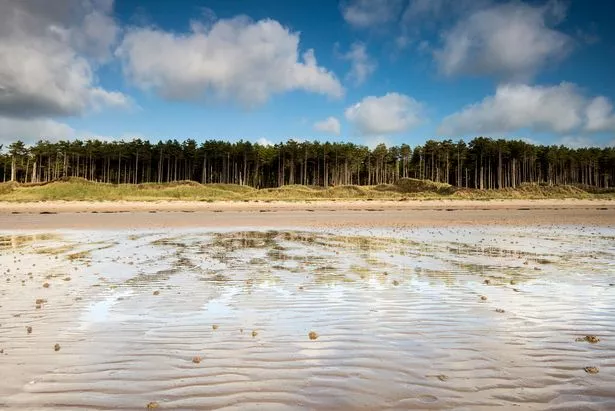 a view from the beach at Llanddwyn Bay of the fir tree forest that lines it - under a blue sky it is reflected in the rippled sand.