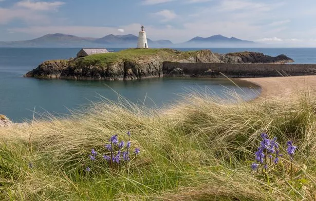 The old beacon Twr Bach on Ynys Llanddwyn, with bluebells in the foreground. Llanddwyn Island is a small tidal island off the west coast of Anglesey (Welsh: Ynys Môn) northwest Wales. The nearest town is Newborough.