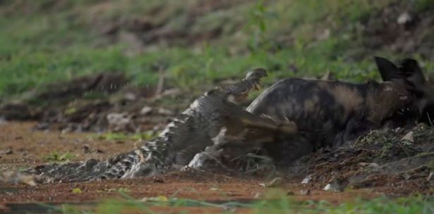 Kingdom, Flint and the Crocodile