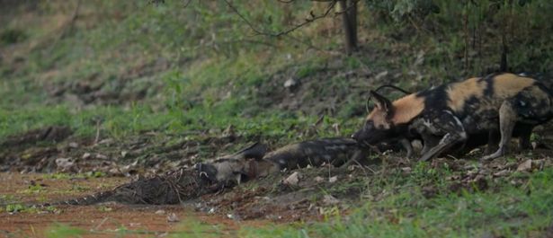 Rescue effort, Kingdom