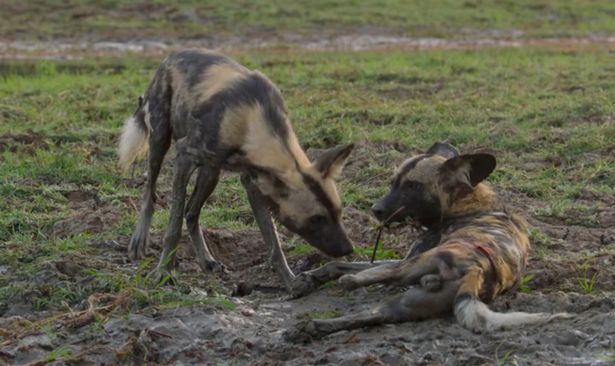 Flint the wild dog dies