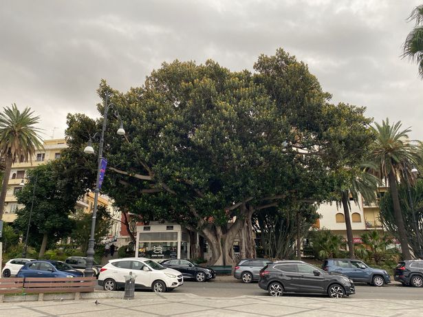 One of the huge magnolia trees