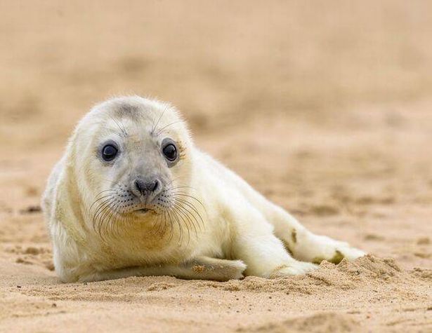 This is a PA image of a seal pup