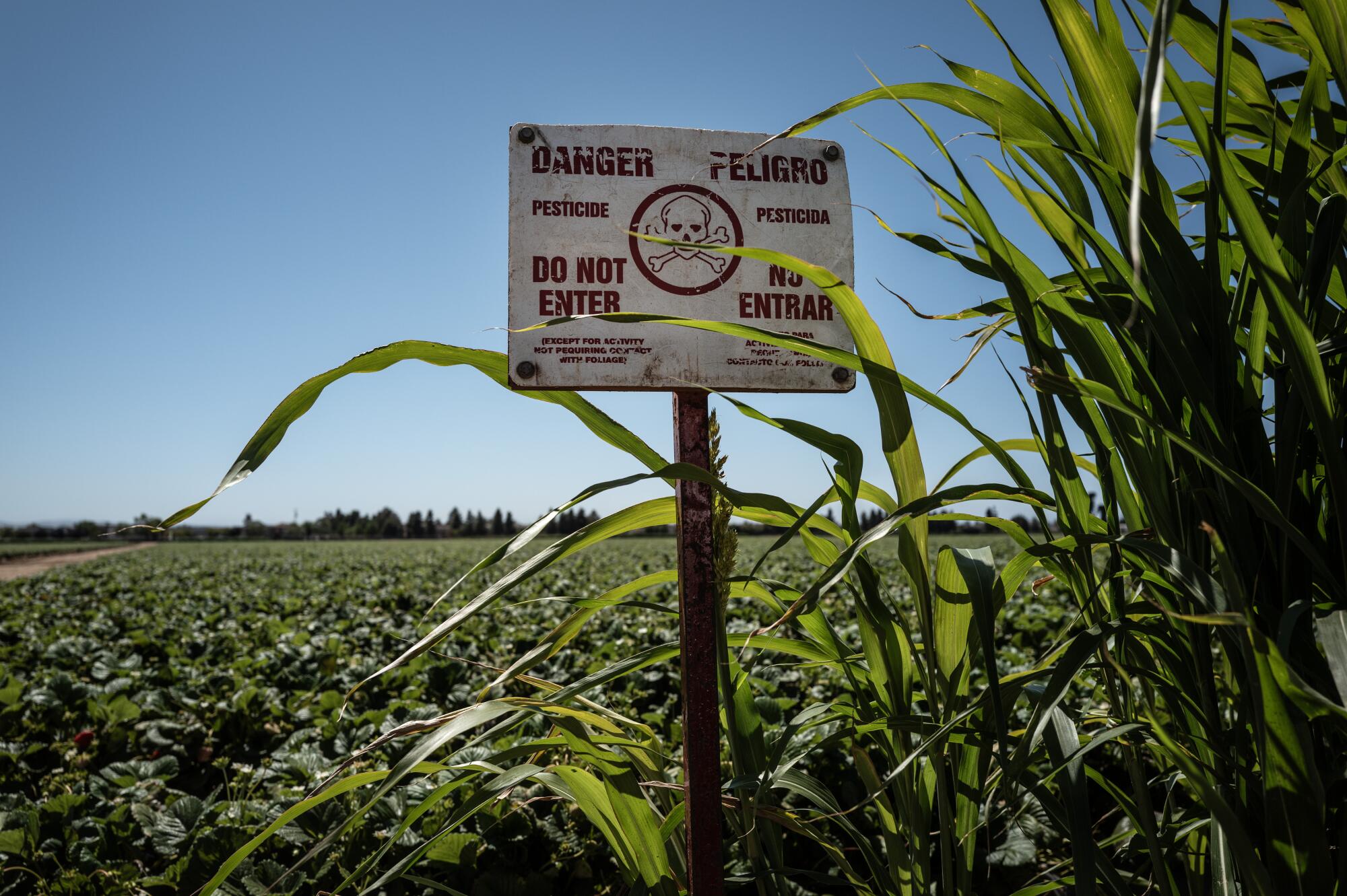 A sign warning of pesticide use is posted in a field