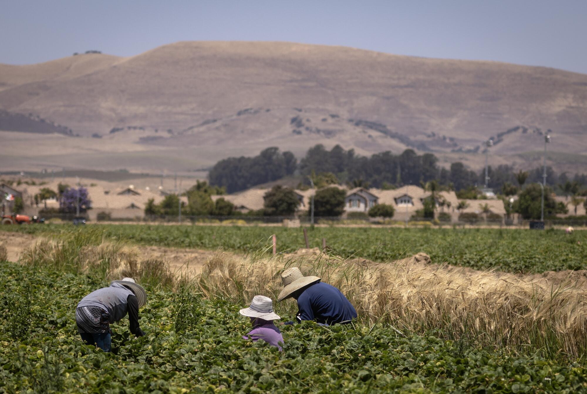 Strawberry pickers squat and bend over to work