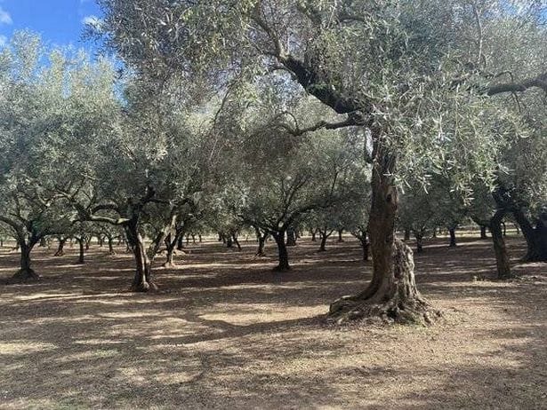 Olive grove