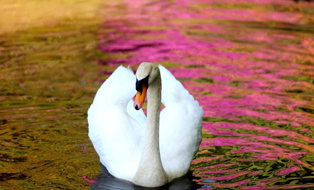 A swan glides through the vivid reflections of blooming rhododendrons