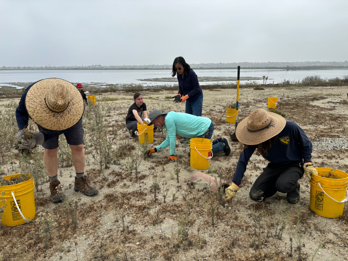 Volunteers repair habitat in the Bolsa Chica Conservancy in Huntington Beach.