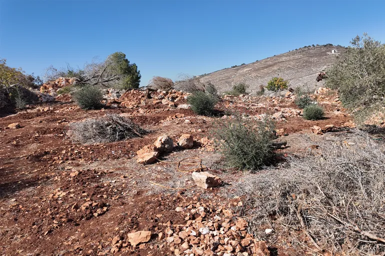 Cut down olive trees