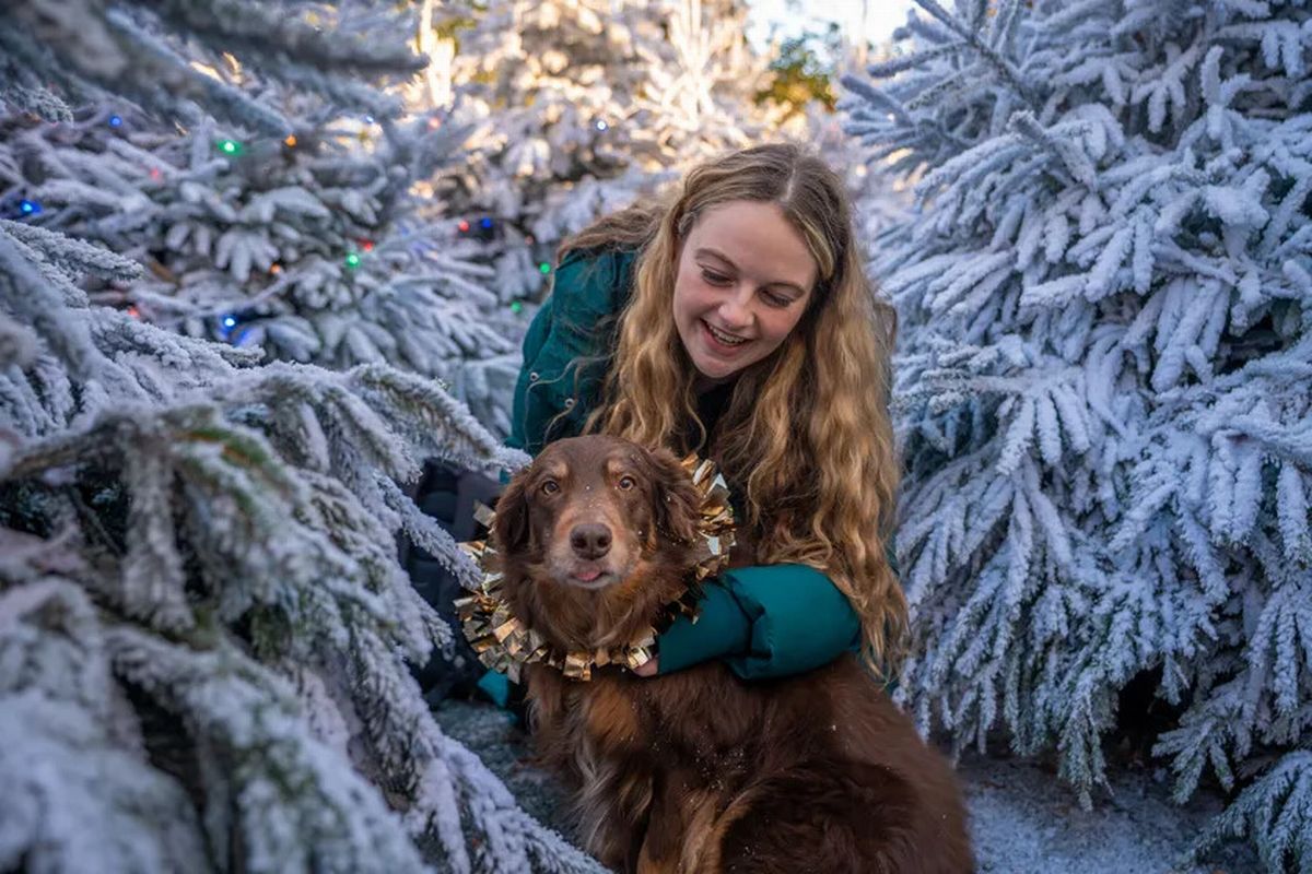 Dog surrounded by snowy trees