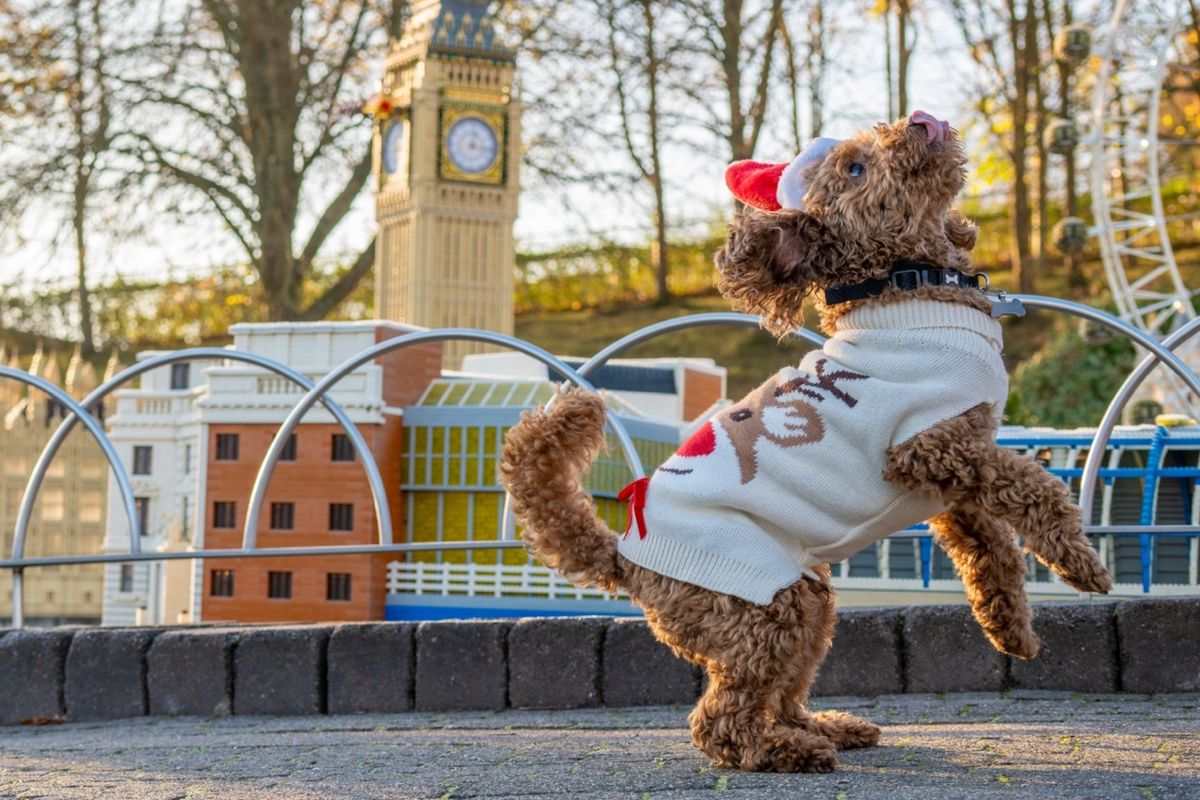 Dog at LEGOLAND