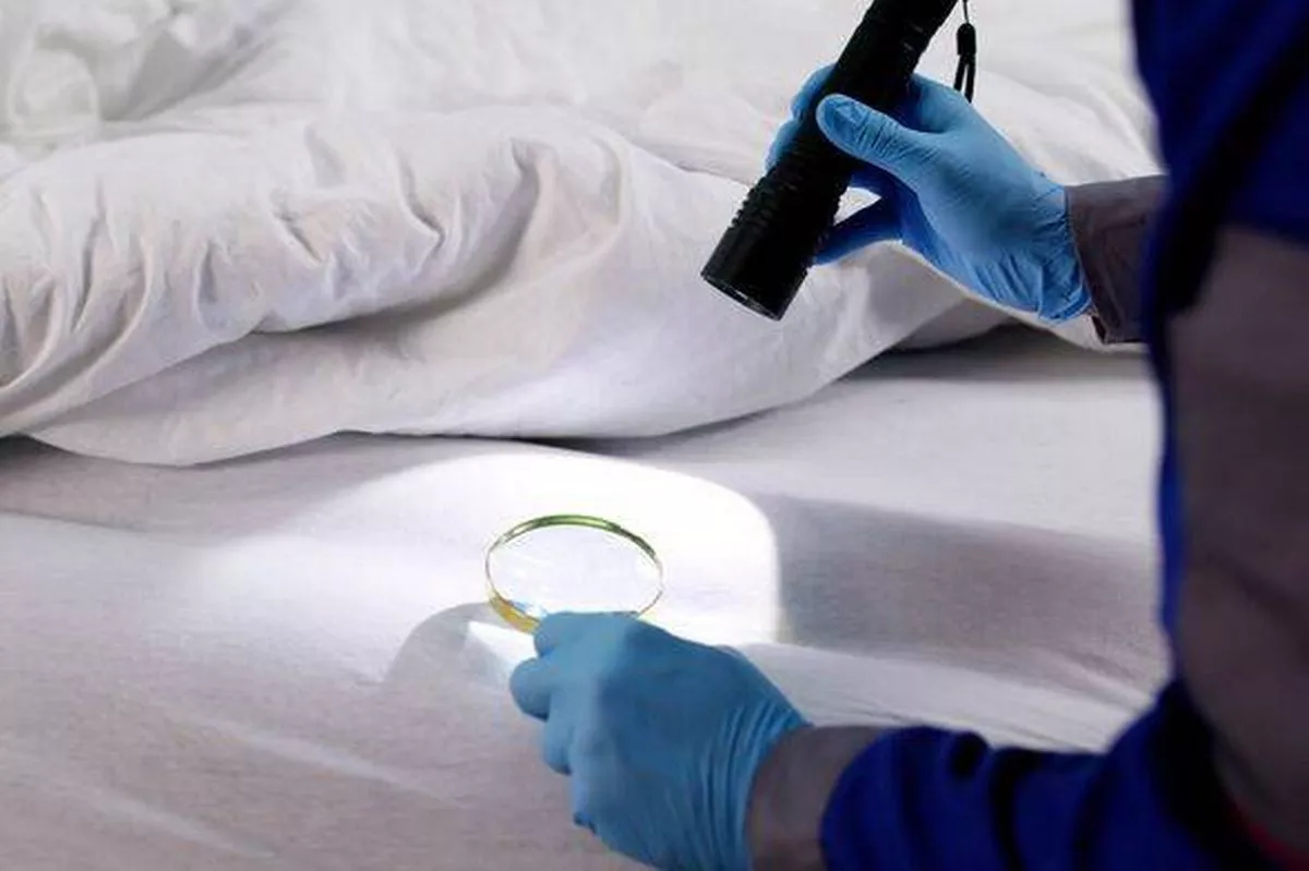 Man With Magnifying Glass Inspects Bedbug Infestation