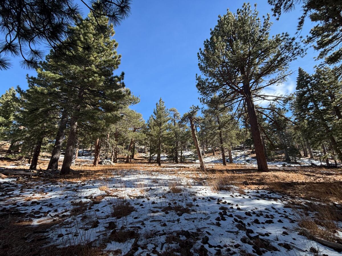 Snow and tall pine trees.