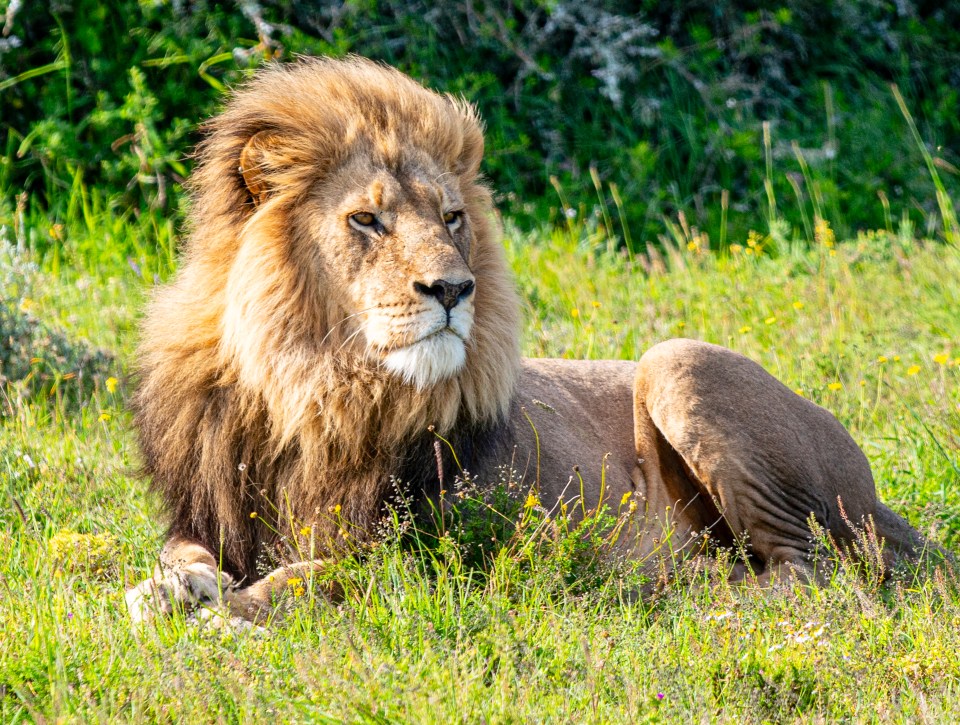 A male lion with a full mane resting in green grass with yellow wildflowers.