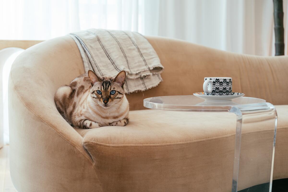 Jeffrey Hamilton's cat, Romulus, reclines on a peach-colored sofa in his living room.