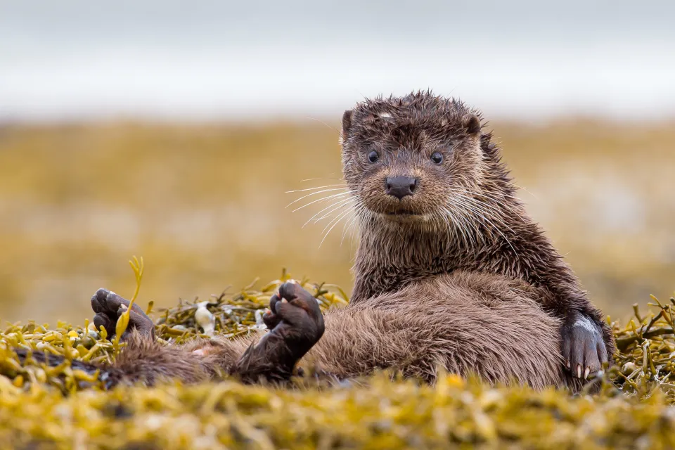 European otter sitting on seaweed on the Isle of Mull, Scotland.