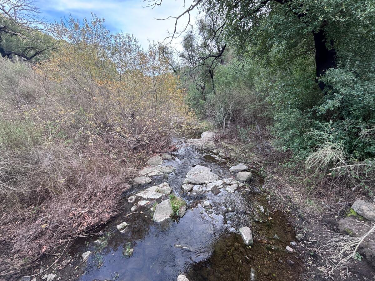 A creek flows around gray rocks , its banks thick with thick brush with brown, yellow and green leaves.