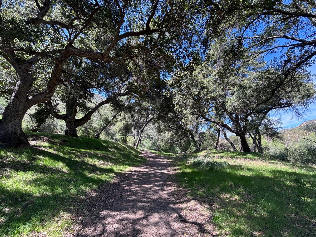 A canopy of thick branches full of green leaves over a dirt trail.