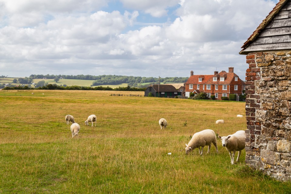 Sheep grazing in a meadow in front of the village Winchelsea, England.