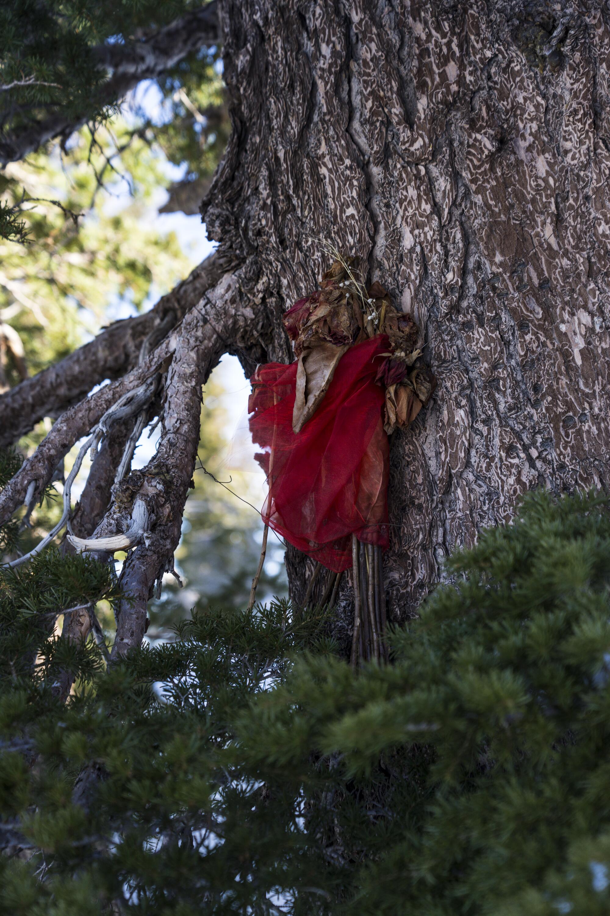 A small memorial remains at a tree, where an avalanche claimed the life of ski patrol member Claire Murphy.