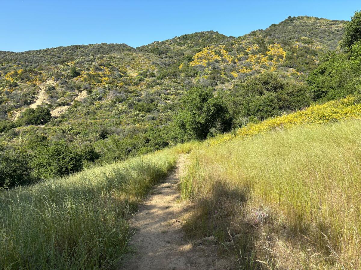 A dirt path through a meadow dense with green and yellow plants.