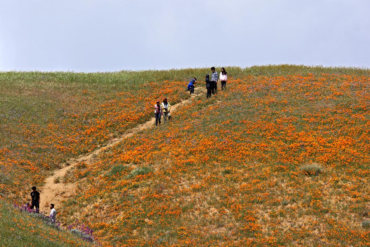 A narrow dirt path leads down a hillside covered in orange flowers.