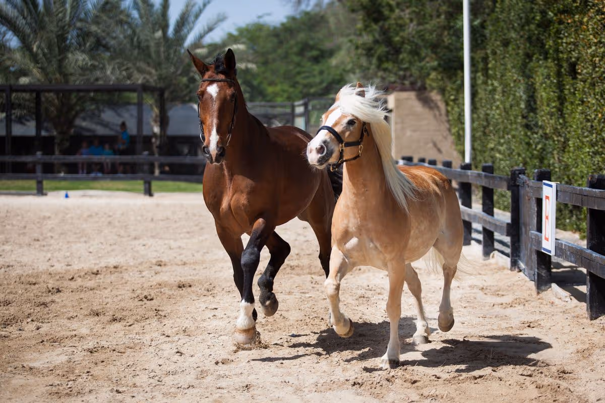 JA Resorts Palm Tree Court  equestrian centre