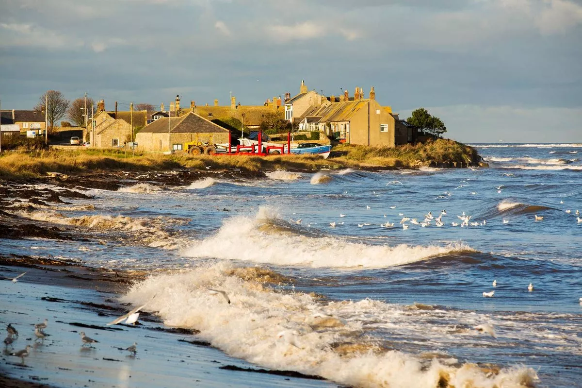 Black Headed Gulls feeding on Seaweed flies that are being flushed out of the seaweed on the strand line at high tide, at Boulmer, Northumberland, UK.